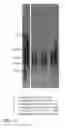 Fig. 15 - METHODS OF USING ZSCAN4 FOR REJUVENATING HUMAN CELLS