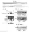 Fig. 04 - METHODS FOR STIMULATION OF APPETITE AND INCREASE IN WEIGHT BY ADMINISTRATION OF ASPROSIN