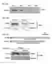 Fig. 07 - METHODS FOR STIMULATION OF APPETITE AND INCREASE IN WEIGHT BY ADMINISTRATION OF ASPROSIN