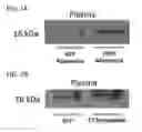 Fig. 08 - METHODS FOR STIMULATION OF APPETITE AND INCREASE IN WEIGHT BY ADMINISTRATION OF ASPROSIN