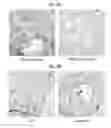 Fig. 09 - METHODS FOR STIMULATION OF APPETITE AND INCREASE IN WEIGHT BY ADMINISTRATION OF ASPROSIN