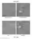 Fig. 13 - METHODS FOR STIMULATION OF APPETITE AND INCREASE IN WEIGHT BY ADMINISTRATION OF ASPROSIN