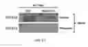 Fig. 14 - METHODS FOR STIMULATION OF APPETITE AND INCREASE IN WEIGHT BY ADMINISTRATION OF ASPROSIN
