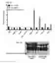 Fig. 16 - METHODS FOR STIMULATION OF APPETITE AND INCREASE IN WEIGHT BY ADMINISTRATION OF ASPROSIN