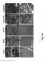 Fig. 05 - Prophylactic and nutraceutical therapy