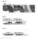 Fig. 08 - Prophylactic and nutraceutical therapy