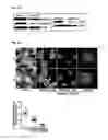 Fig. 13 - Prophylactic and nutraceutical therapy