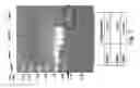 Fig. 03 - Compositions and methods for promoting the mineralization of biological tissue
