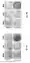 Fig. 07 - Compositions and methods for promoting the mineralization of biological tissue