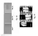Fig. 08 - Compositions and methods for promoting the mineralization of biological tissue