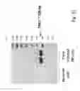 Fig. 13 - Compositions and methods for promoting the mineralization of biological tissue