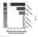 Fig. 14 - Compositions and methods for promoting the mineralization of biological tissue