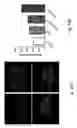 Fig. 19 - Compositions and methods for promoting the mineralization of biological tissue