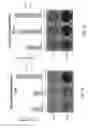 Fig. 22 - Compositions and methods for promoting the mineralization of biological tissue