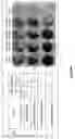 Fig. 07 - STAPHTAME ACTIVITY ON BIOFILMS