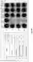 Fig. 08 - STAPHTAME ACTIVITY ON BIOFILMS