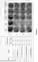 Fig. 09 - STAPHTAME ACTIVITY ON BIOFILMS