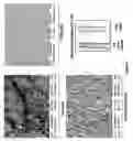 Fig. 10 - STAPHTAME ACTIVITY ON BIOFILMS