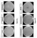 Fig. 13 - STAPHTAME ACTIVITY ON BIOFILMS