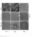 Fig. 14 - METHOD OF PREVENTING OR REDUCING BIOFILM FORMATION