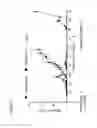 Fig. 18 - Plasmodium with histamine releasing factor (HRF) deficiency for use as a vaccine