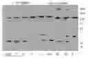 Fig. 01 - IMMUNOGENIC COMPOSITIONS COMPRISING SBI PROTEIN AND USES THEREOF