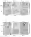 Fig. 05 - Development of a preventive influenza D virus vaccine
