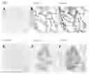 Fig. 07 - Development of a preventive influenza D virus vaccine
