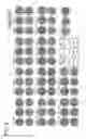 Fig. 07 - Hemagglutinin-binding peptide