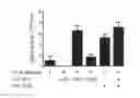 Fig. 01 - Method for producing artificial recombinant rotavirus
