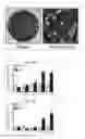 Fig. 05 - Method for producing artificial recombinant rotavirus