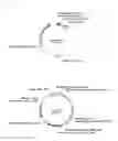 Fig. 06 - Method for producing artificial recombinant rotavirus
