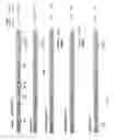 Fig. 06 - Genetically stable live attenuated respiratory syncytial virus vaccine and its production