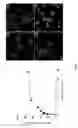 Fig. 05 - CONJUGATES OF HYALURONIC ACID AND ANTICANCER COMPOUNDS