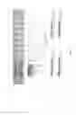 Fig. 17 - Covalent polymer-antigen conjugated particles