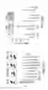 Fig. 43 - Methods of treating cells containing fusion genes by genomic targeting