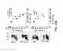Fig. 44 - Methods of treating cells containing fusion genes by genomic targeting