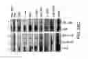 Fig. 56 - Methods of treating cells containing fusion genes by genomic targeting