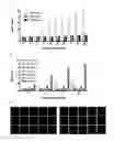 Fig. 01 - B-CELL-MIMETIC CELLS