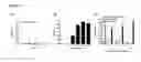 Fig. 26 - B-CELL-MIMETIC CELLS