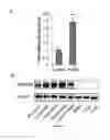 Fig. 05 - Targeting peptides and methods of use