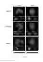Fig. 08 - Targeting peptides and methods of use