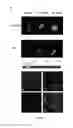 Fig. 09 - Targeting peptides and methods of use