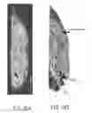 Fig. 27 - Inhibitor-functionalized ultrasmall nanoparticles and methods thereof