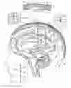 Fig. 01 - Electrical substance clearance from the brain