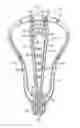 Fig. 01 - Three-Dimensional Molded Runner For Lacrosse Stick