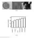 Fig. 02 - Graphene Oxide Membrane With A Controllable Interlayer Spacing, A Preparation Method And Use Thereof