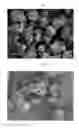 Fig. 02 - Ligand-exchanged zeolite imidazolate frameworks