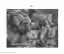 Fig. 05 - Ligand-exchanged zeolite imidazolate frameworks