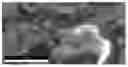 Fig. 01 - Metal adsorbent material and uses thereof
